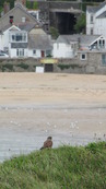 SX08840 Kestrel (Falco tinnunculus) on Trevelgue Head - Porth.jpg